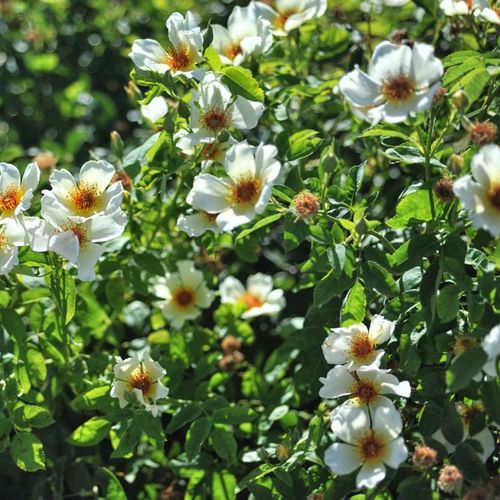 Galben pal - Trandafir copac cu trunchi înalt - cu flori simpli - coroană tufiș
